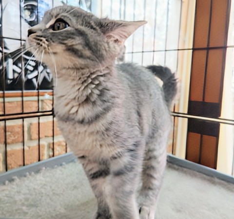 スコティッシュフォールド