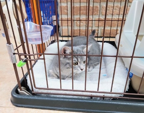 スコティッシュフォールド