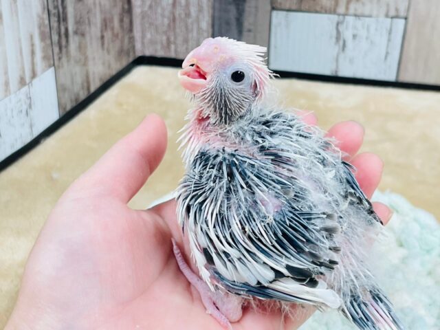 【最新画像更新🪄】ひな鳴きが止まらない☆オカメインコ(ホワイトフェイスパイド)ヒナ オカメインコ