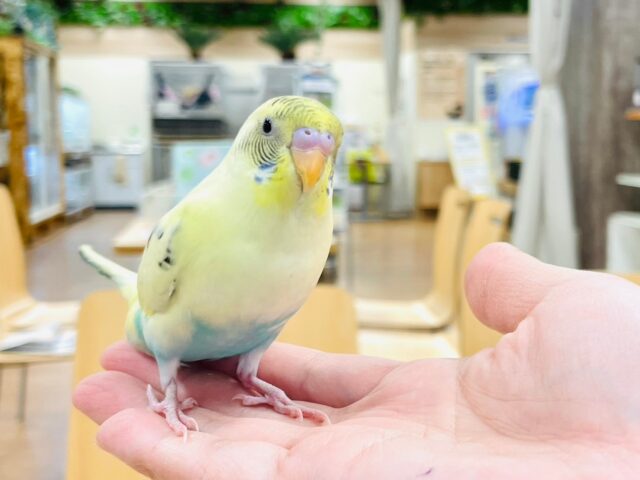 セキセイインコ