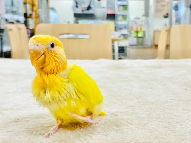 コザクラインコ（小桜インコ）