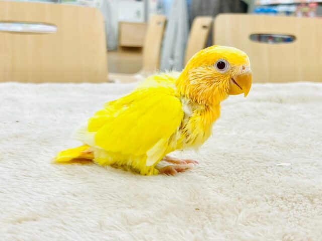 コザクラインコ（小桜インコ）