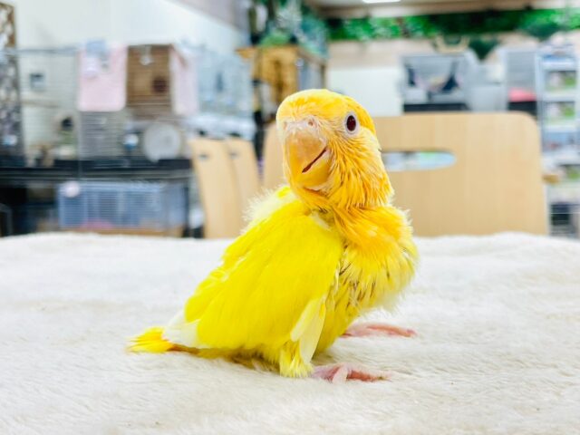 コザクラインコ（小桜インコ）