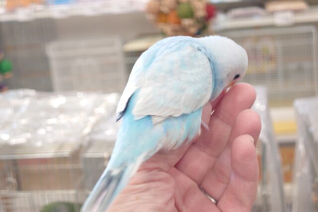 セキセイインコ
