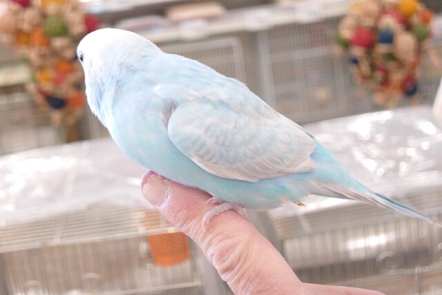 セキセイインコ