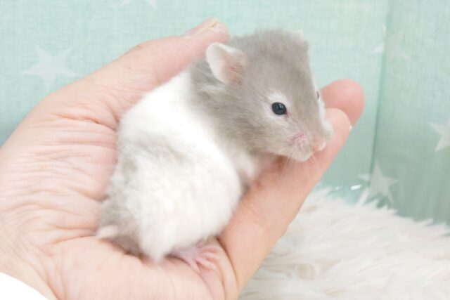 ゴールデンハムスター