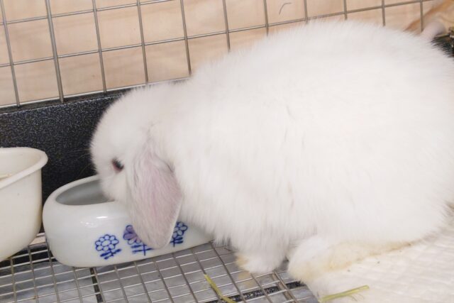 ロップイヤーラビット