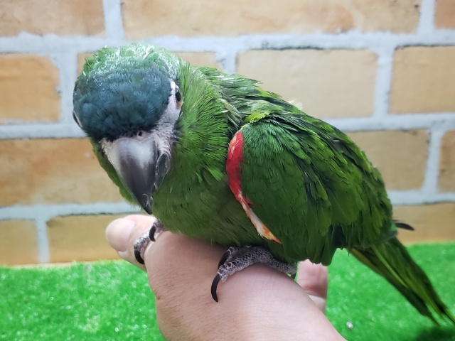 コミドリコンゴウインコ