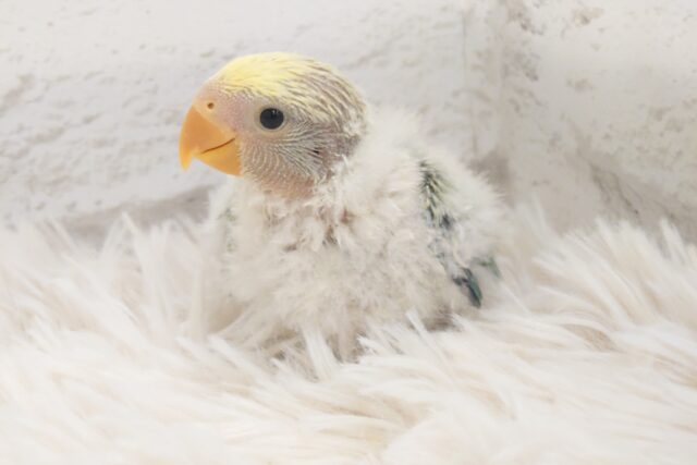 コザクラインコ（小桜インコ）