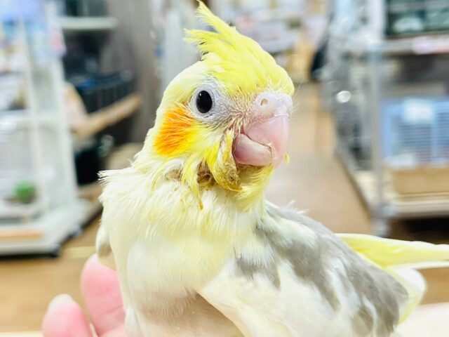 オカメインコ