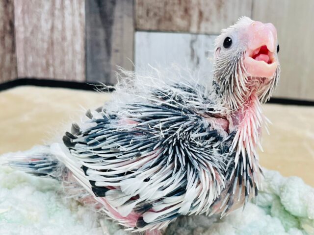 【最新画像更新🪄】ひな鳴きが止まらない☆オカメインコ(ホワイトフェイスパイド)ヒナ オカメインコ