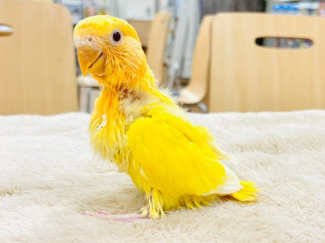 コザクラインコ（小桜インコ）