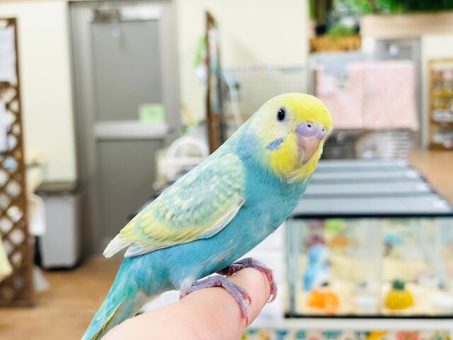 セキセイインコ