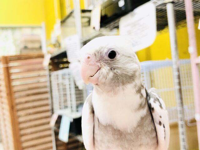 オカメインコ