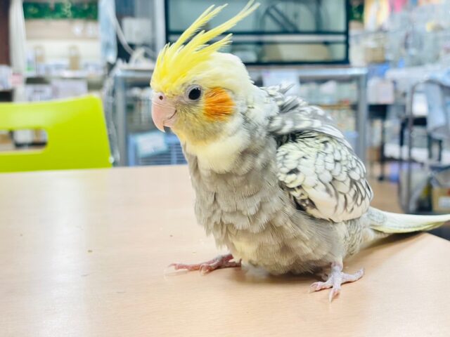 オカメインコ