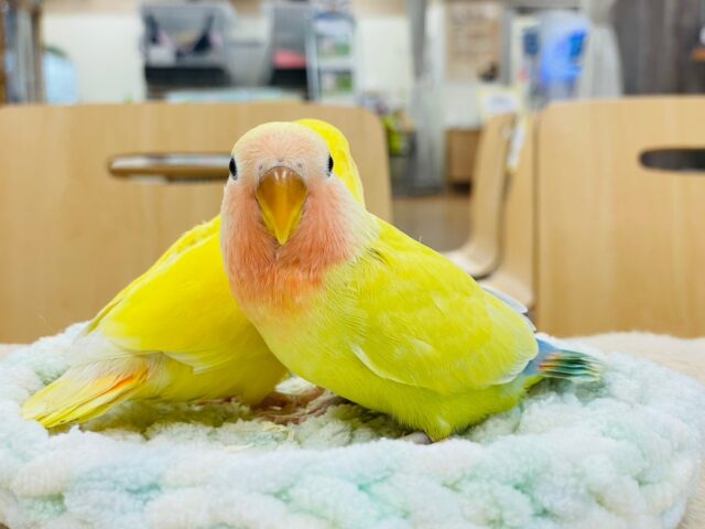 コザクラインコ（小桜インコ）