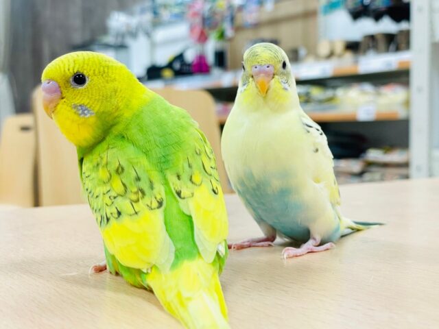 セキセイインコ