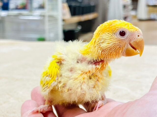 コザクラインコ（小桜インコ）