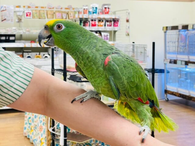 キビタイボウシインコ