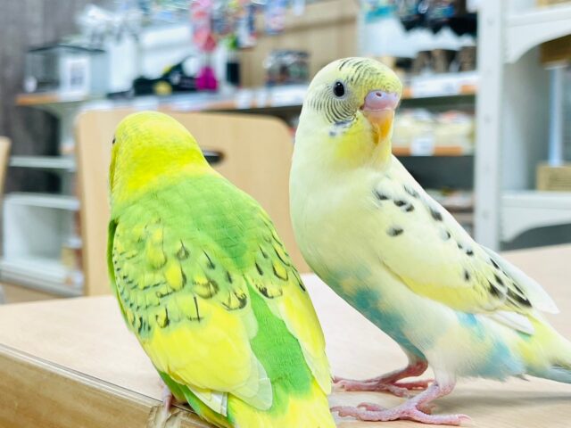セキセイインコ