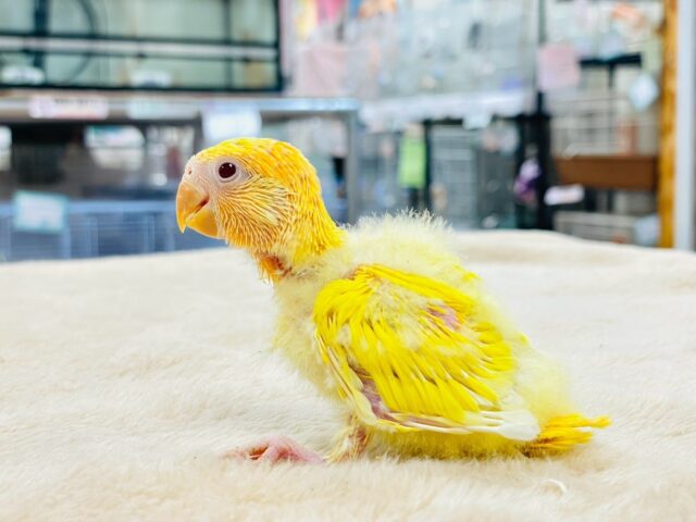 コザクラインコ（小桜インコ）