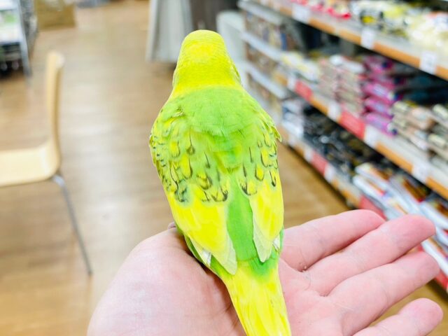 セキセイインコ