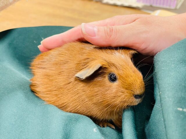 ロシアンモルモット