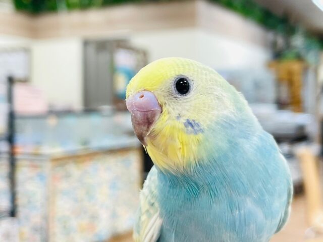セキセイインコ