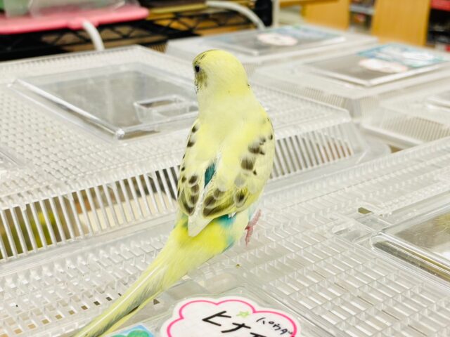 セキセイインコ