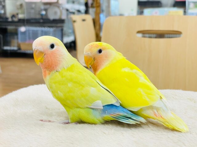 コザクラインコ（小桜インコ）