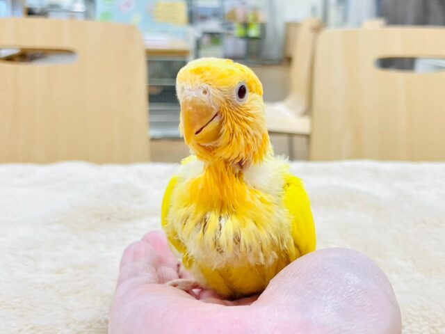 コザクラインコ（小桜インコ）