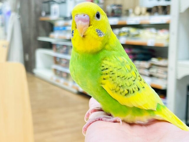 セキセイインコ