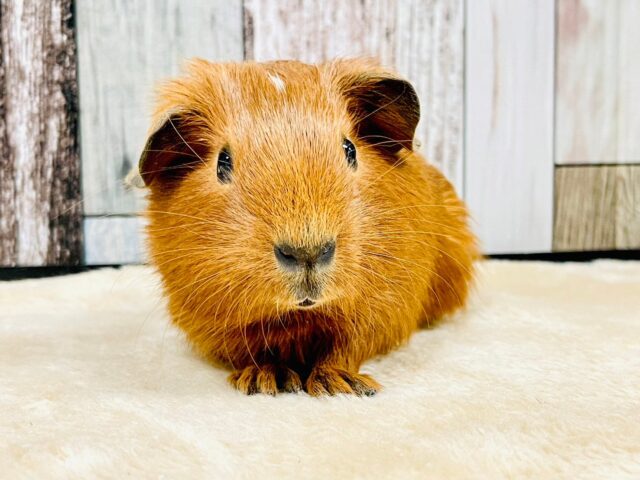 ロシアンモルモット