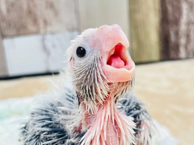 【最新画像更新🪄】ひな鳴きが止まらない☆オカメインコ(ホワイトフェイスパイド)ヒナ オカメインコ