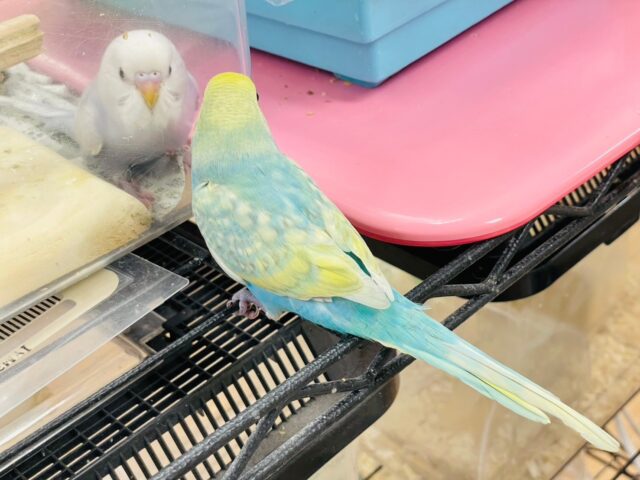 セキセイインコ