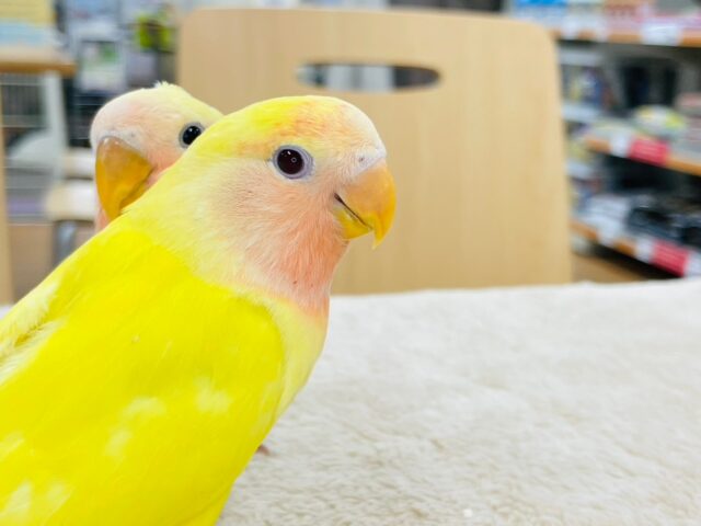 コザクラインコ（小桜インコ）