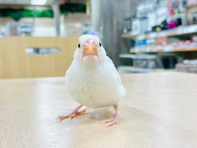 白文鳥