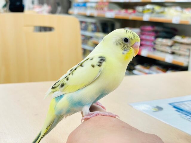 セキセイインコ