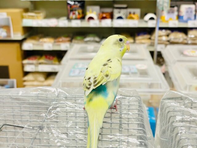 セキセイインコ