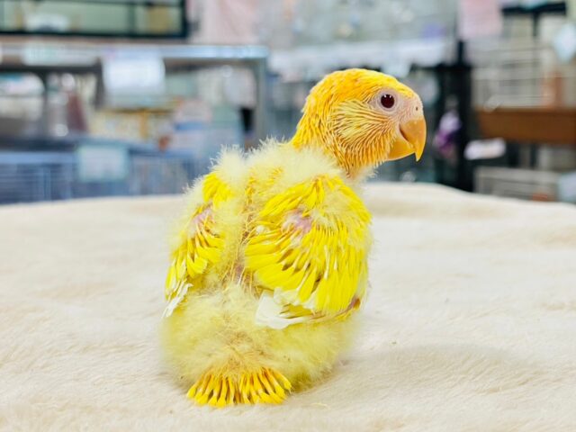 コザクラインコ（小桜インコ）