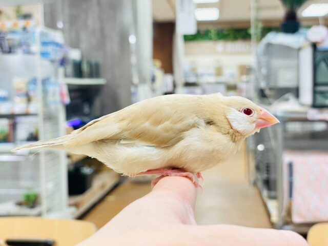 シナモン文鳥