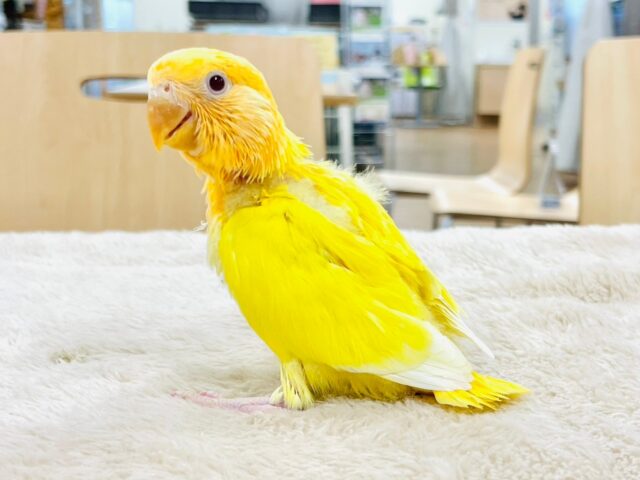 コザクラインコ（小桜インコ）