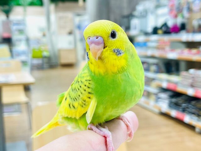 セキセイインコ