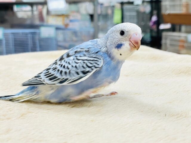 セキセイインコ