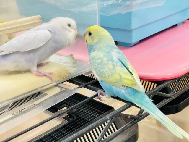 セキセイインコ