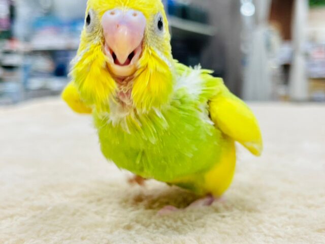 セキセイインコ