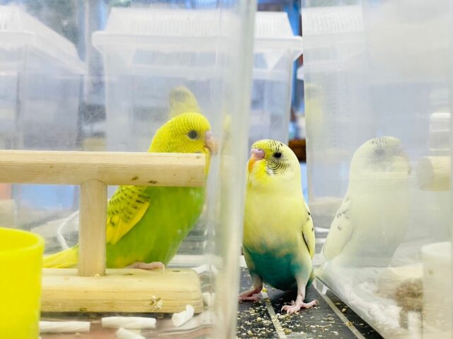 セキセイインコ