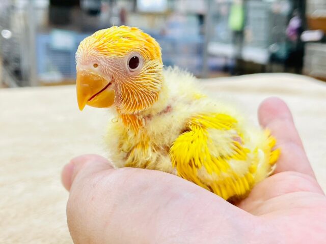 コザクラインコ（小桜インコ）