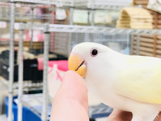 コザクラインコ（小桜インコ）