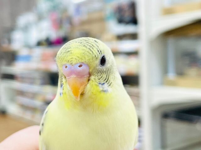 セキセイインコ